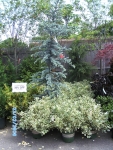 Plants and Flowers for any Project!