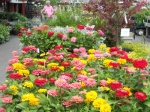 Flowers and Flowers!