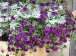 Hanging Basket, Silver & Purple