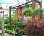 Hanging Baskets and Trees 