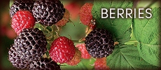 Berries