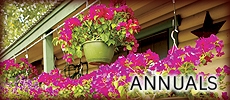 Annuals
