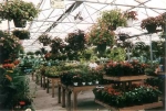 Inside the Greenhouse