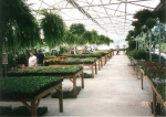 Our Expansive Greenhouse