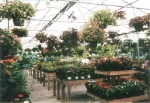 Beautiful Bedding Plants