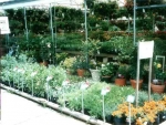 Beautiful, Healthy Plants