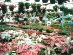 Coleus