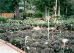 Lots of Bedding Plants to Choose from!
