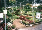 Lots of Bedding Plants to Choose From!
