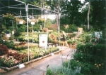 Lots of Bedding Plants to Choose From!