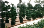 Did someone say TREES? 