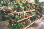 Potted Plant Selection
