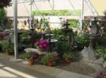 Beautiful potted or hanging plants!