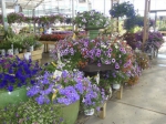 Browse our Greenhouses