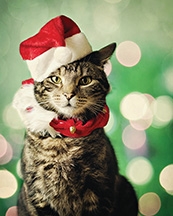 Pet Photos with Santa
