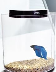 $2.99 For Male Betta Fish