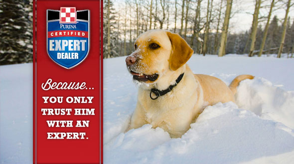 dog ad