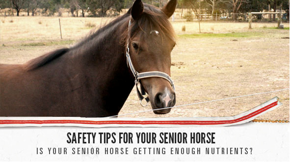 horse ad
