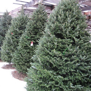 $10.00 Off Coupon for Fresh Cut Trees 6' or Larger