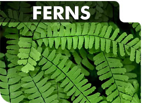 Ferns