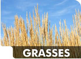 Grasses
