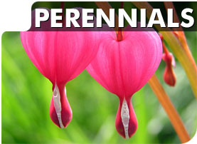 Perennials