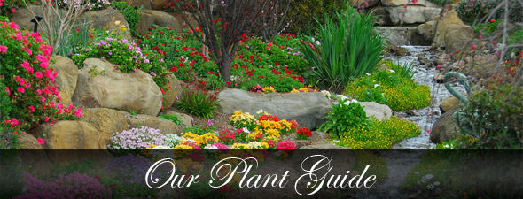 Our Plant Guide