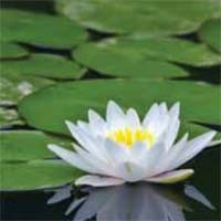 Build a Water Garden