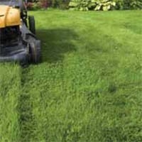 Cut a Healthy Lawn