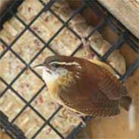 Homemade Suet Cakes for Birds