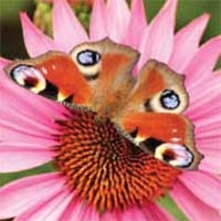 How to Photograph Flowers