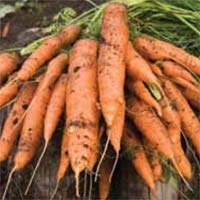 Preparing Soil for Carrots
