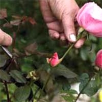 Rose Pruning