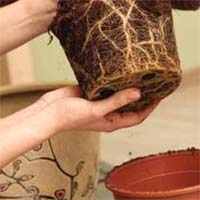 Repotting