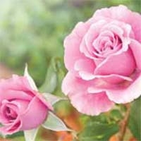 Caring for Roses
