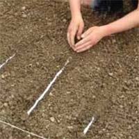 Make Your Own Seed Tapes