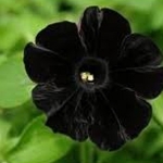 Black Velvet