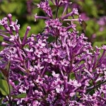 Bloomerang Lilac