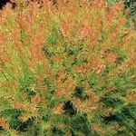 Fire Chief Arborvitae