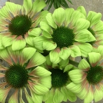 Green Envy