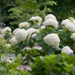 Incrediaball  Hydrangea