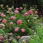 Invinciball Hydrangea