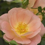 Peachy Cream