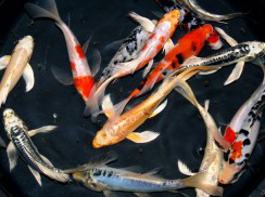 5-6 Butterfly Koi