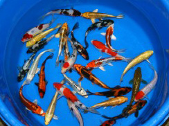 Premium Koi