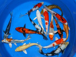 Premium Koi