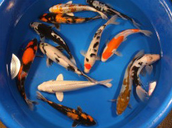 Premium Koi