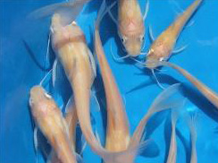 Albino Catfish