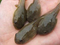 Bullfrog Tadpoles