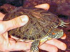 Red Ear Turtle
